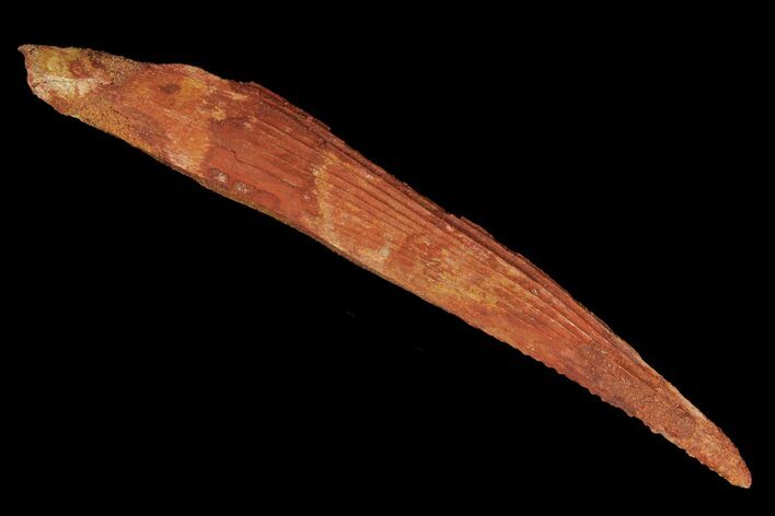 Fossil Shark (Hybodus) Dorsal Spine - Morocco #106558